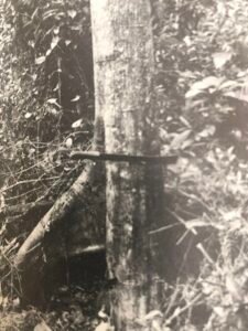 Base: généralement à racines échasses.Fût: droit et cylindrique, long 15 m diamètre 0.70 m.