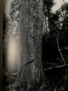 Base: cylindrique ou un peu épaissie.
Fût: cylindrique, un peu sinueux, long 25 m diamètre 1.60 m.