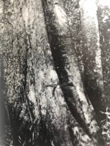 Base: six à dix contreforts épais pouvant s'élever jusqu'à cinq mètres et s'écarter de un à deux mètres. Fût: droit et cylindrique, long 30 m diamètre 2 m.