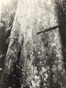 Base: contreforts dressés.
Fût: peu cylindrique, un peu sinueux, long 15 m diamètre 0.80 m.