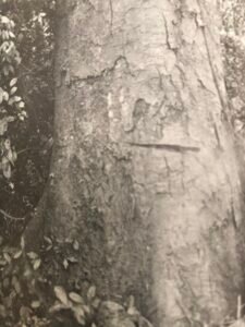 Base: empattement, contreforts épais chez les gros sujets. Fût: droit et cylindrique, cannelée à la base chez les gos sujets, long 20 m diamètre 2 m.