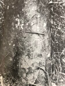 Base: cylindrique jusqu'au sol, épaisie chez les gros sujets. Fût: droit et cylindrique, long 25 m diamètre 2 m.