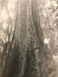 Base: puissants contreforts minces, parfois très élevés et très étendus, irréguliers, sinueux.Fût: droit, cylindrique, long 30 m diamètre 3 m.