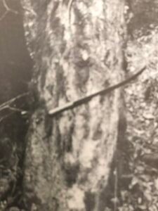 Base: légèrement épaissie et cannelée. Fût: droit pas très cylindrique, long 15 m diamètre 0.90 m.