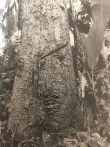 Base: empattement peu prononcé et peu élevé.
Fût: droit cylindrique, long 25 m diamètre 1.5 m.