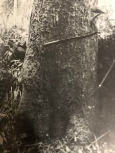 Base: très léger empattement. Fût: droit cylindrique, long 15 m diamètre 0.90 m.