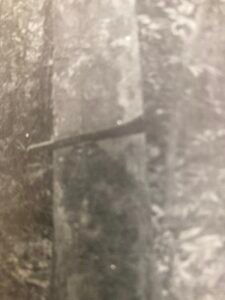 Base: légèrement épaissie. Fût: ni très droit et ni très cylindrique base cannelée, long 15 m diamètre 0.90 m.