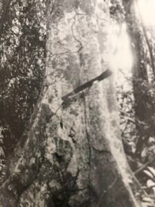 Base: contreforts minces parfois assez hauts Fût: droit et cylindrique, long 25 m diamètre 1.8 m.