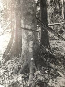 Base: canelée. Fût: droit canelé, long 10 m diamètre 0.60 m.