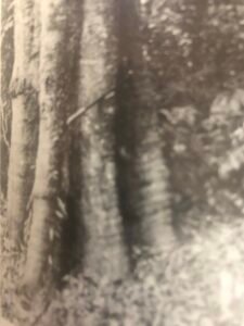 Base: sans contrefort mais cannelures remontant assez haut le long du tronc. Fût: cannelé, court, long 15 m diamètre 1.2 m.