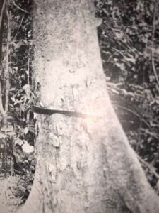 Base: contreforts peu importants à arête arrondie.Fût: ni droit ni cylindrique, long 15 m diamètre 1.0 m.