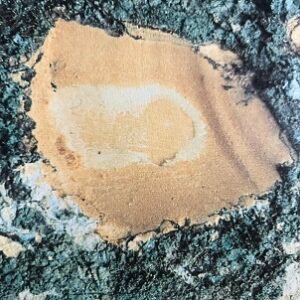 Ecorce: grisâtre (ép 1-2 cm), un peu rugeuse, garnie de lenticelles, s'exfoliant par places en petites écailles irrégulières épaisses, se pulvérisant sous les chocs, tranche granuleuse cassante, jaunâtre devenant brun rouge en séchant.