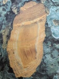 Ecorce:  grise  (2 cm), lisse, se desquament en petites écailles minces chez les vieux arbres, tranche brunâtre exsudant une résine poisseuse rouge peu abondante, durcissant à l'air.