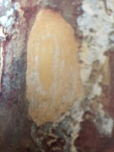 Ecorce: gris violet (1 cm), rugeuse, se desquamant en écailles régulières laissant apparaître des dépressions jaunes beiges, tranche cassante marbrée de jaune et de blanc.