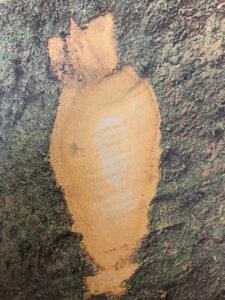 Ecorce: grisâtre peu épaisse (ép 0.5 cm), lisse, s'exfoliant en petites écailles, tranche jaunâtre.