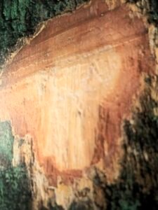 Ecorce: rougeâtre, se détachant en écailles allongées recouvrant chez les vieux arbres à la base, une couche de poudre jaune caractéristique, tranche granuleuse rouge piquetée de blanc, mince pellicule jaune à la périphérie