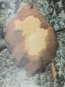 Ecorce: gris rosé, brunâtre, rugeuse ou écailleuse verticalement, tranche mince fibreuse rougeâtre.