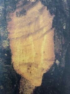 Ecorce: grise (ép 1-2 cm), fendillée s'exfoliant en plaques épaisses souvent rectangulaires, tranche fibreuse, cassante, brun jaune, exsudant de très fines gouttelettes blanches surtout chez les jeunes arbres.