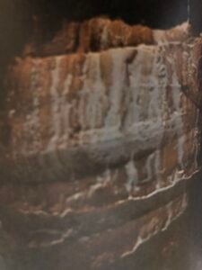 Ecorce: grisâtre (ép 1 cm), lisse chez les jeunes sujets puis fissurée longitudinalement et se détachant par plaques verticales, tranche orangé, exsudant un liquide blanc laiteux.