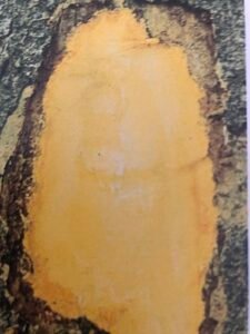 Ecorce: brun jaune (ép 1 cm) écailleuse s'exfoliant en plaques irréguliéres, tranche fibreuse ocre pâle.
