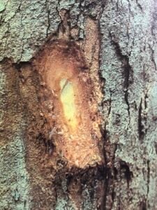 Ecorce: roussâtre (ép 1-2 cm), lisse, s'exfoliant en écailles minces allongées, dure, se pulvérisant sous les coups de machette, tranche granuleuse ocre mouchetée de noir, exsudant un liquide en abondance crème.