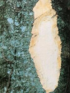 Ecorce: brunâtre, écailleuse, tranche rosâtre.