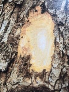 Ecorce: gris foncé, épaisse,très écailleuse, tranche granuleuse, cassante, jaunâtre, exsudant en assez grande abondance une gomme brun rouge.