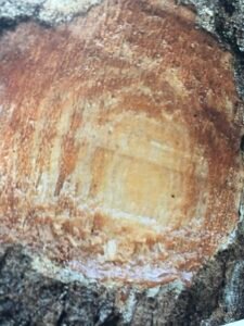 Ecorce: brun grisâtre (ép 1-3cm), lisse, s'exfoliant en lamelles minces chez les vieux sujets, tranche granuleuse rouge à l'extérieur, fibreuse rosâtre à l'intérieur fonçant à l'air, exsudant un liquide jaune rosé devenant rougeâtre, très fluide et ne se solidifiant pas.