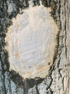 Ecorce: gris foncé (ép 1.5 cm), lisse, chez les jeunes sujets puis rugeuse, écailleuses, fendillée longitudinalement avec de nombreuses lenticelles jaunâtres dans le fond des fissures, tranche dure granuleuse, jaune orangé, exsudant en abondance un latex blanchâtre très fluide se coagulant à l'air.