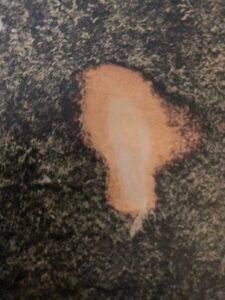 Ecorce: brune à brun rouge (ép 1 cm), lisse ou finement fendillée, tranche granuleuse jaunâtre, exsudant lentement une gomme claire.