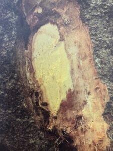 Ecorce: brun foncé, (ép 1cm), se soulevant en écailles plus ou moims rectangulaires liégeuses s'effritant, tranche fibreuse rosâtre dans sa partie externe, jaunâtre à l'intérieur bleuissant sous les coups de machette, exsudant un liquide translucide jaune à odeur nauséabonde prononcée.