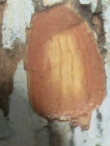 Ecorce: gris clair, s'exfoliant en écailes minces laissant des taches rougeâtres, jaunâtres, brunâtres, tranche fibreuse, exsudant un liquide roue sang qui se coagule.