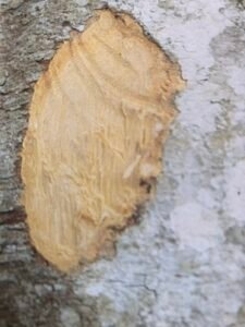Ecorce: gris verdâtre (ép 1 cm), s'exfoliiant en lamelles allongées, tranche fibreuse jaune brun marquée de lignes brunes.