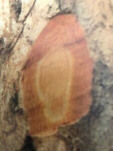 Ecorce:  grise avec teintes orangées, verdâtre, violacées, peu épaisse (0.5 cm), lisse, se détachant en plaques minces comme celle du fraké, tranche orangée devenant rapidement sale. 