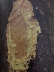 Ecorce: brun rougeâtre, (ép 1cm), se soulevant en écailles plus ou moins rectangulaires liégeuses s'effritant sur place, tranche fibreuse jaunâtre, exsudant en petite quantité un liquide translucide jaune.