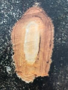 Ecorce: verdâtre jaunâtre (0.5 cm), lisse ou légèrement fissurée, couverte de lenticelles rangées verticalement, tranche granuleuse, jaunâtre.