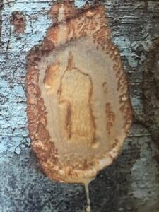 Ecorce: blanchâtre (ép 0.4 cm), lisse avec des lenticelles formant parfois des petites lignes horizontales, tranche tendre rose, exsudant rapidement et abondamment un latex crème qui en séchant vire au rouge violacé.