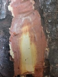 Ecorce: gris vert à brun (1.5 à 5 cm), légèrement rugeuse, chez les arbres agés, crevassée et s'exfoliant en écailles verticales plus ou moin rectangulaires, tranche rouge sauf la couche interne blanchâtre.