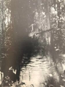 Base: trois à quatre pattes très peu remontantes peu étendues. Fût: droit et cylindrique, long 25 m diamètre 1.5 m.