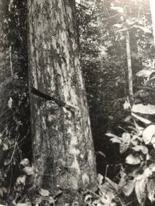 Base: assez variable, de simple épaississement à petits contreforts.Fût: droit et cylindrique parfois cannelé à la basse, long 20 m diamètre 1 m.