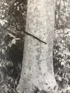 Base: léger empattement.Fût: droit et cylindrique, long 20 m diamètre 0.80 m.