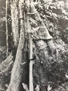 Base: contreforts ailés, minces, bien développés.Fût: plus ou moins sinueux, cylindrique, long 20 m diamètre 0.90 m.