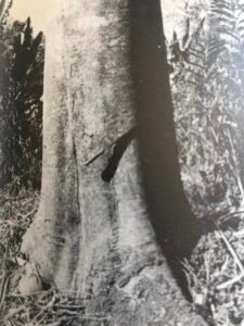 Base: empattement épais se prolongeant en grosses racines traçantes.Fût: un peu sinueux, cylindrique, long 25 m diamètre 1.2 m.