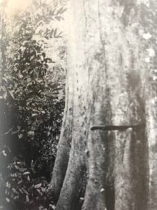 Base: contreforts minces remontants.Fût: droit, cylindrique, irrégulier chez les gros abres, long 25 m diamètre 1.5 m.