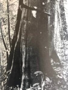 Base: cylindrique, épaissie et cannelée chez les plus gros.Fût: droit, cylindrique, long 15 m diamètre 0.8 m.