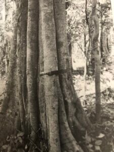 Base: contreforts ailés assez élevés.
Fût: tortueux, cannelé, long 25 m diamètre 0.90 m.