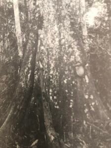 Base: importants contreforts, minces et très élevés.Fût: droit et cylindrique garni d'épines chez les jeunes arbres, long 25 m diamètre 1 m.