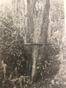 Base: épaissie. Fût: plus ou moin droit cannelé, long 15 m diamètre 1 m.