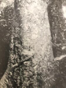 Base: légèrement épaissie. Fût: ni très droit, ni très cylindrique, base cannelée, long 15 m diamètre 0.90 m.