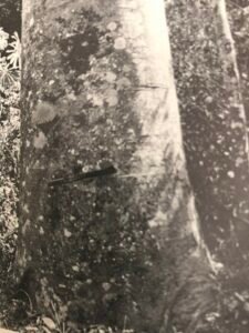 Base: cylindrique  jusqu' au sol. Lorsque l'arbre meurt la racine pivotante laisse dans le sol un trou de deux à trois mètres de profondeur. Fût: droit et cylindrique, long 30 m diamètre 2 m.